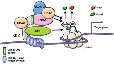 Role of GFI1 in Epigenetic Regulation of MDS and AML Pathogenesis: Mechanisms and Therapeutic Implications